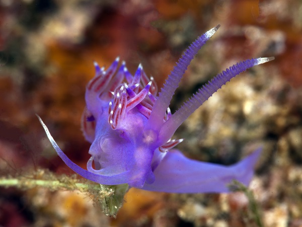 Foto - Ayvalık'ta denizaltı zenginliği objektiflere yansıdı
