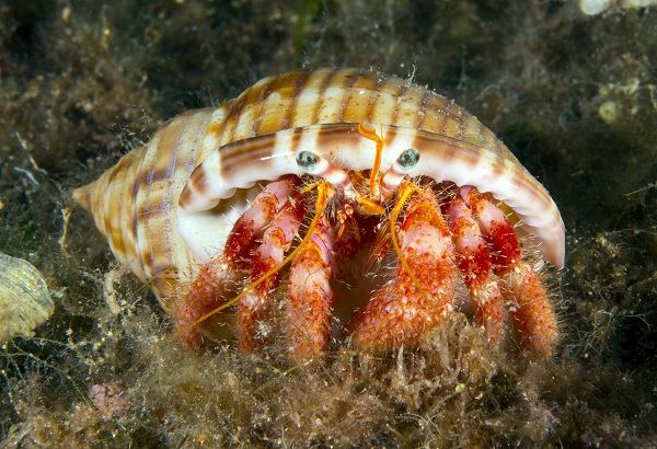 Foto - Ayvalık'ta denizaltı zenginliği objektiflere yansıdı