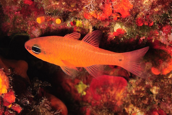 Foto - Ayvalık'ta denizaltı zenginliği objektiflere yansıdı