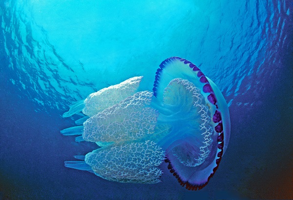 Foto - Ayvalık'ta denizaltı zenginliği objektiflere yansıdı