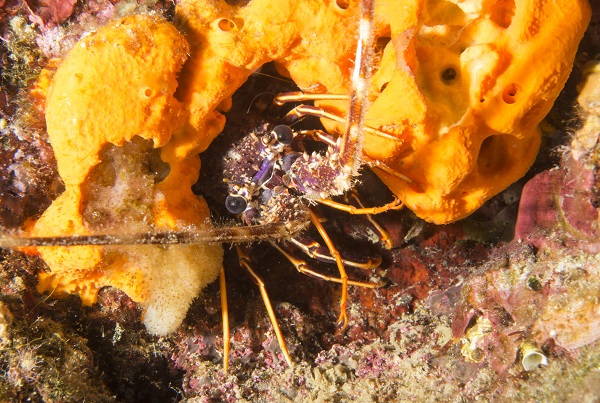 Foto - Ayvalık'ta denizaltı zenginliği objektiflere yansıdı