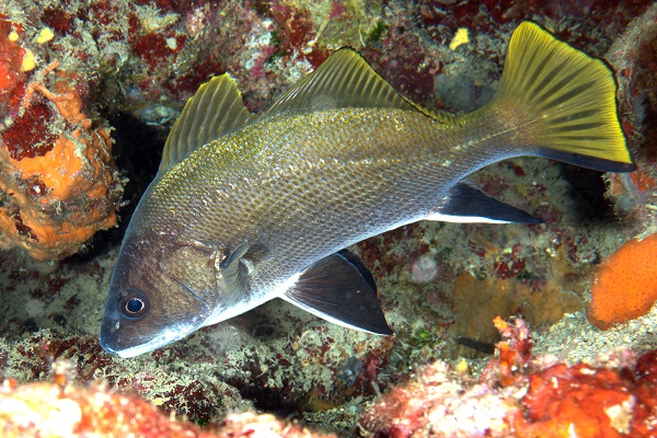 Foto - Ayvalık'ta denizaltı zenginliği objektiflere yansıdı
