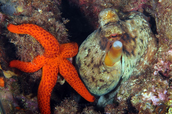 Foto - Ayvalık'ta denizaltı zenginliği objektiflere yansıdı