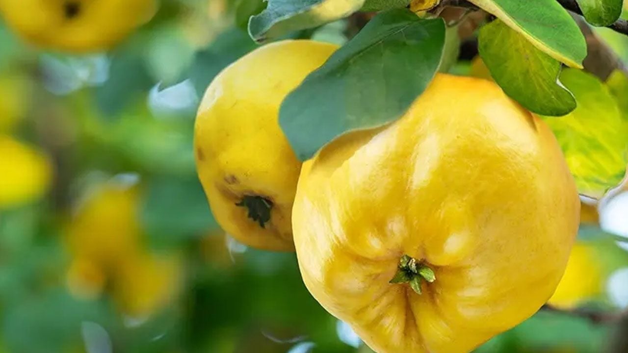 Foto - Ayvayı haşlamayın! Fırında deneyen, sarı rengini korumak için hazırlığında püf nokta bu! O katılmalı, olmayınca tadı olmaz