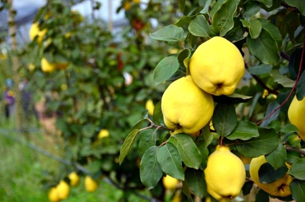 Foto - 'Ayvayı yememek' için ayva tüketin