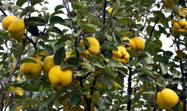 Foto - 'Ayvayı yememek' için ayva tüketin