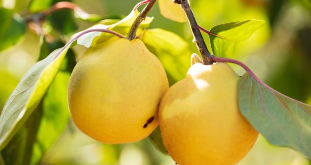 Foto - 'Ayvayı yememek' için ayva tüketin