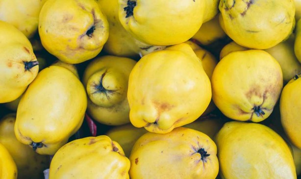 Foto - 'Ayvayı yememek' için ayva tüketin