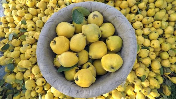 Foto - 'Ayvayı yememek' için ayva tüketin