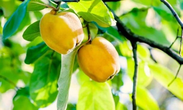 Foto - 'Ayvayı yememek' için ayva tüketin