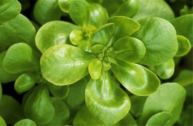 Foto - Az bilinen sağlıklı 10 besin