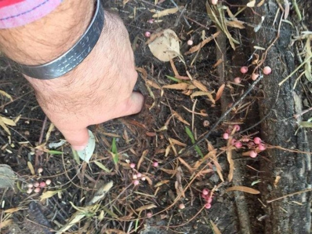 Foto - Az kalsın canından olacaktı! Bakın neden...