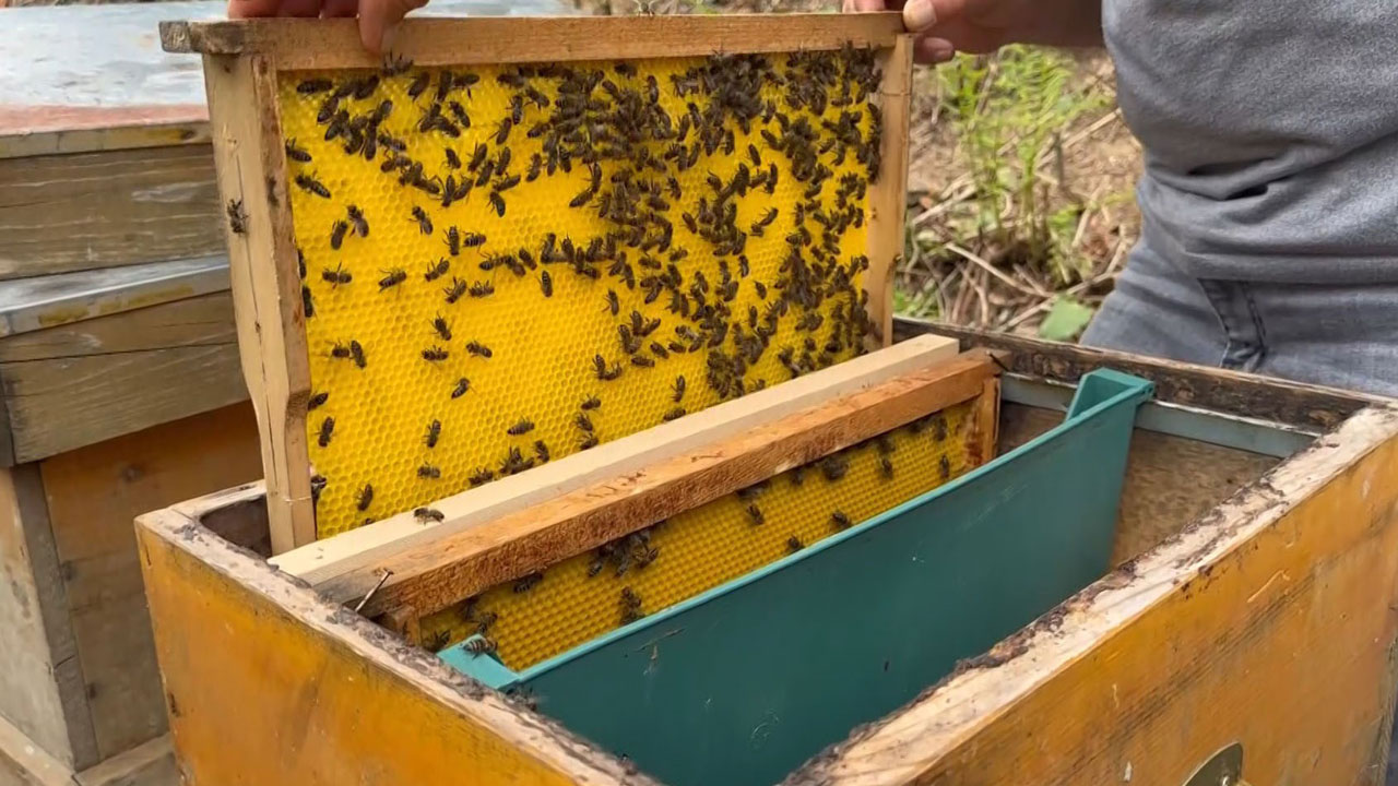 Azı şifa, fazlası tehlike! Bu bal dört yılda bir üretiliyor