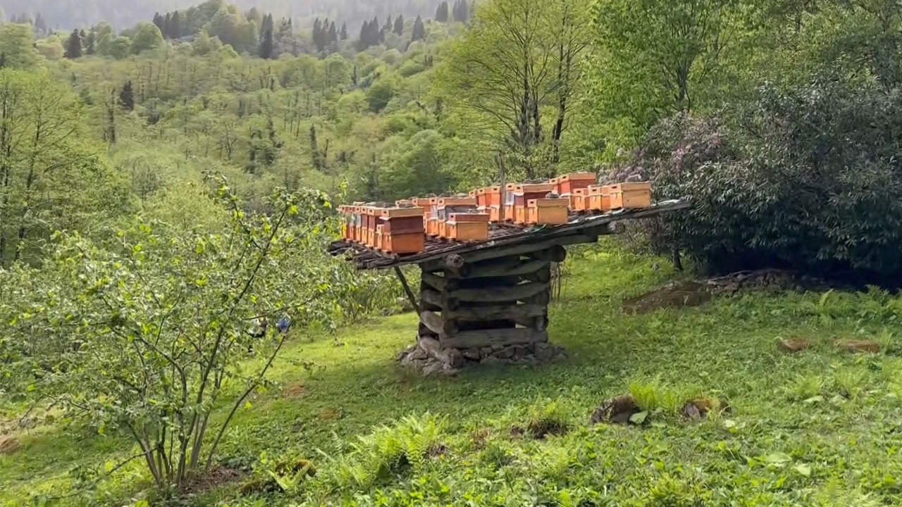Foto - Azı şifa, fazlası tehlike! Bu bal dört yılda bir üretiliyor
