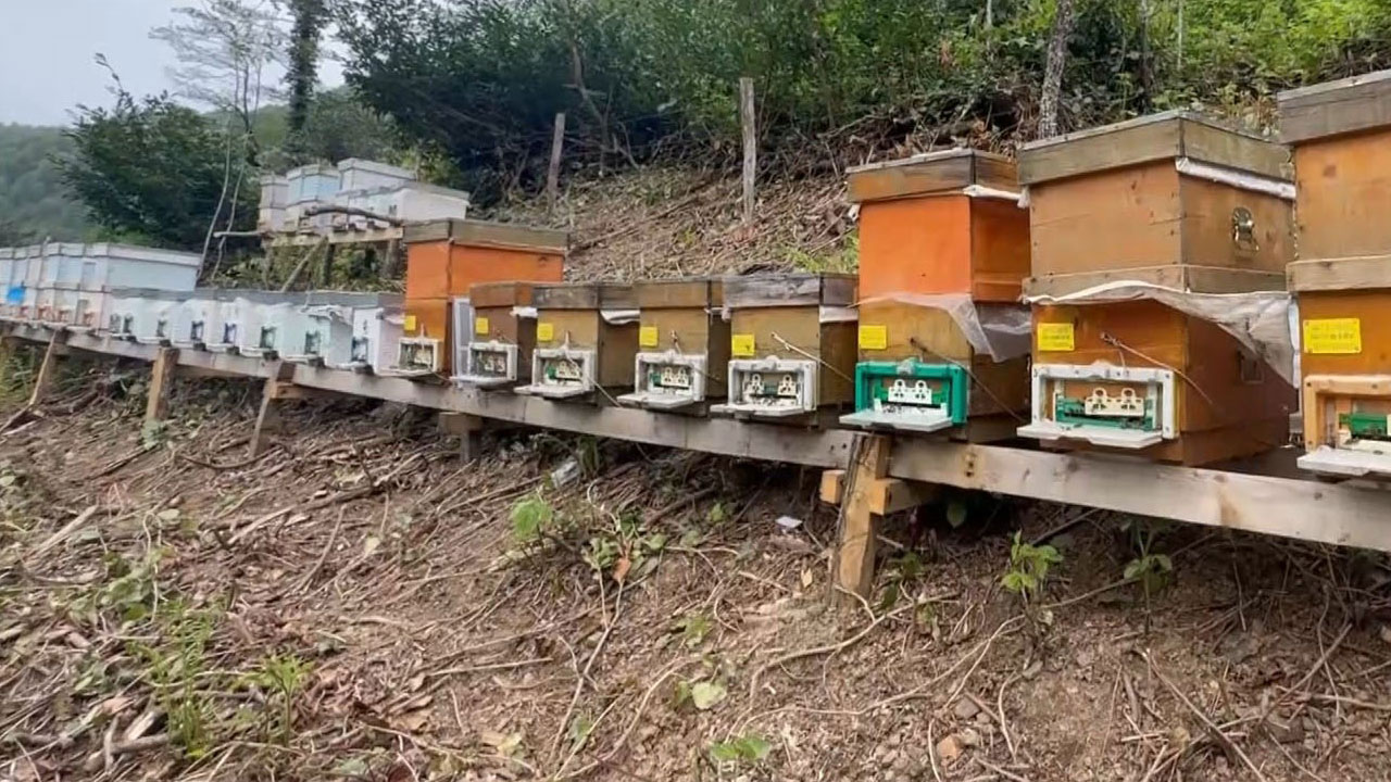 Foto - Azı şifa, fazlası tehlike! Bu bal dört yılda bir üretiliyor