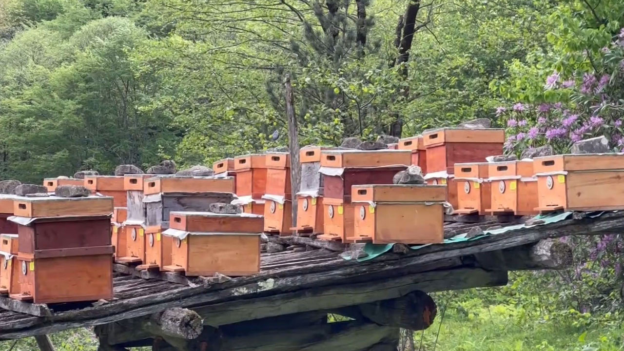 Foto - Azı şifa, fazlası tehlike! Bu bal dört yılda bir üretiliyor