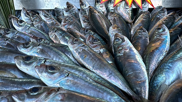 Azman balık bolluğu yaşanıyor