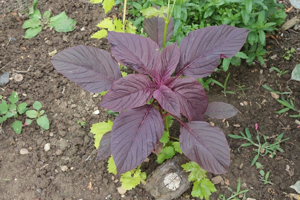 Foto - Azteklerin 'Ölümsüzlük bitkisi' Türkiye'de! Çölyak hastaları için yeni alternatif