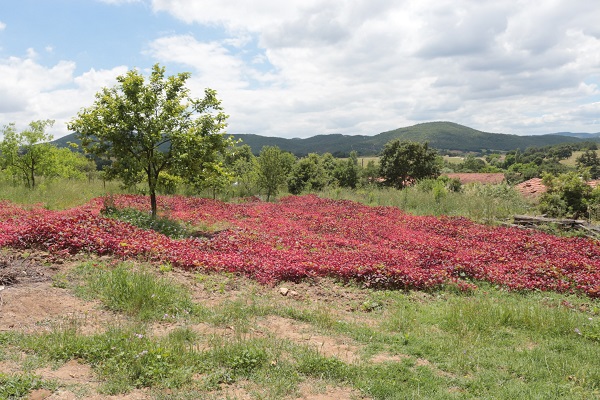 Foto - Azteklerin 'Ölümsüzlük bitkisi' Türkiye'de! Çölyak hastaları için yeni alternatif