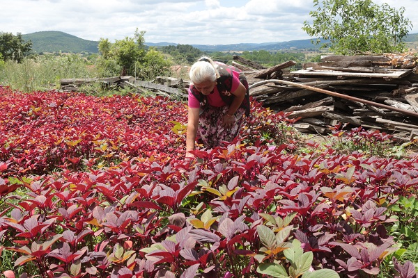 Foto - Azteklerin 'Ölümsüzlük bitkisi' Türkiye'de! Çölyak hastaları için yeni alternatif