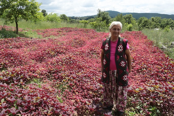 Foto - Azteklerin 'Ölümsüzlük bitkisi' Türkiye'de! Çölyak hastaları için yeni alternatif