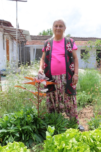 Foto - Azteklerin 'Ölümsüzlük bitkisi' Türkiye'de! Çölyak hastaları için yeni alternatif