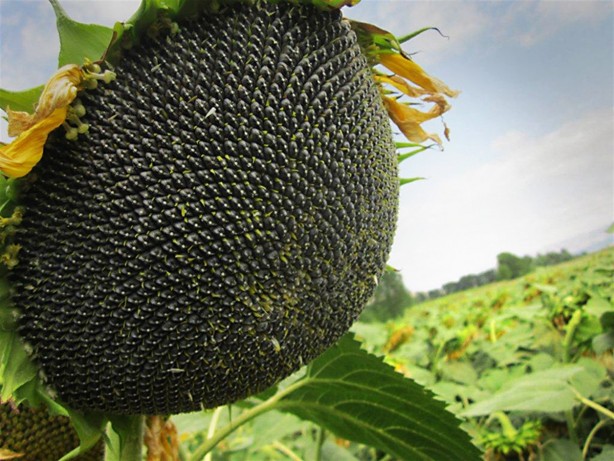 Foto - B vitamini deposu yiyecekler! Eksikliği kalıcı hasara yol açıyor