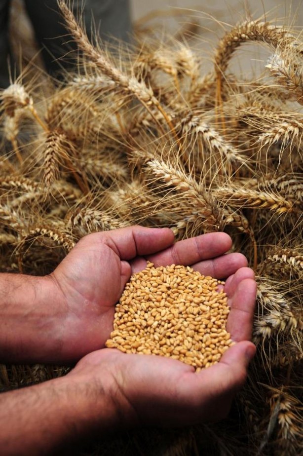 Foto - B vitamini deposu yiyecekler! Eksikliği kalıcı hasara yol açıyor