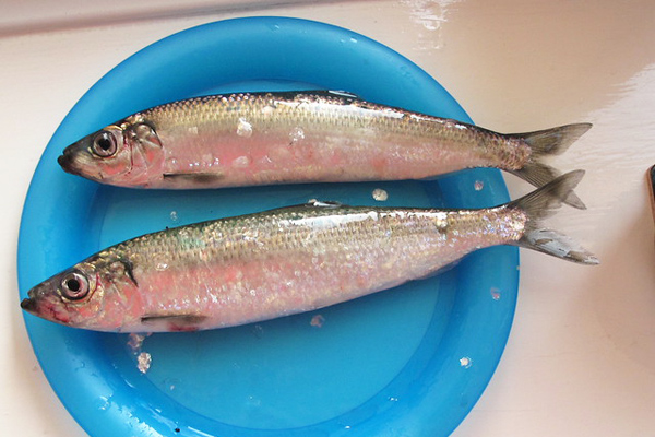 Foto - B vitamini deposu yiyecekler! Eksikliği kalıcı hasara yol açıyor