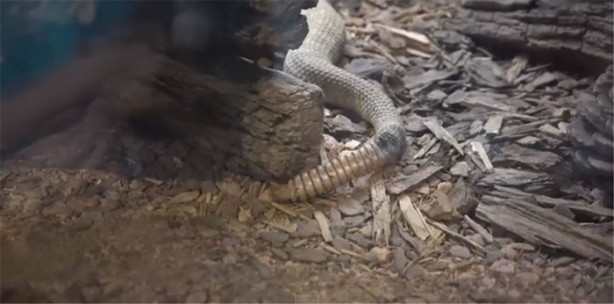 Foto - Baba ve oğullarının yaptığına bir bakın!