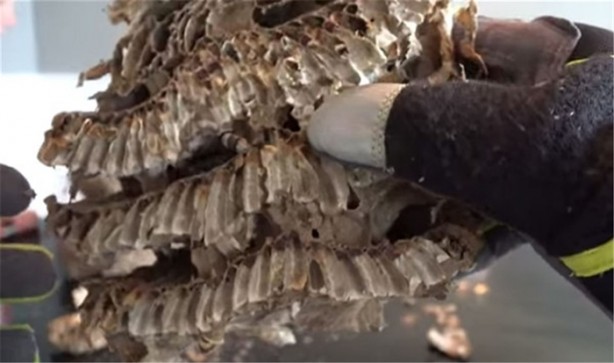 Foto - Baba ve oğullarının yaptığına bir bakın!