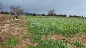 Babadan kalma arazisi olanlar dikkat! Flaş karar tüm Türkiye’ye duyuruldu