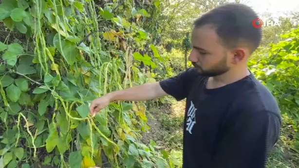 Foto - Babasının dünyanın öbür ucundan getirdiği tohumları ekti, görenleri şaşkına çevirdi! Türkiye'de sadece o yetiştiriyor! 10 gramı tamı tamına 1000 TL'ye satılıyor