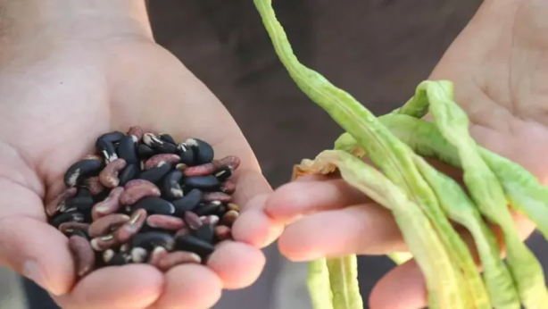 Foto - Babasının dünyanın öbür ucundan getirdiği tohumları ekti, görenleri şaşkına çevirdi! Türkiye'de sadece o yetiştiriyor! 10 gramı tamı tamına 1000 TL'ye satılıyor