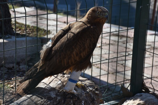 Foto - Bacağı kopan kızıl şahine kauçuk protez yapıldı