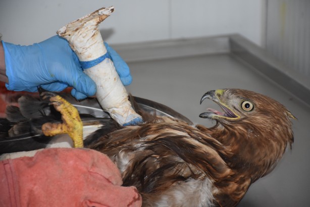 Foto - Bacağı kopan kızıl şahine kauçuk protez yapıldı