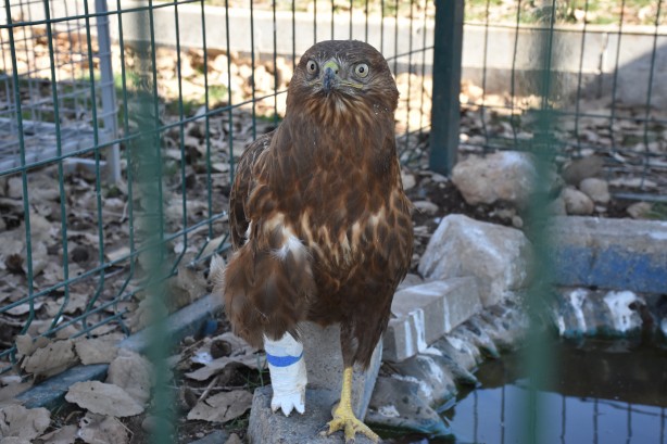 Bacağı kopan kızıl şahine kauçuk protez yapıldı