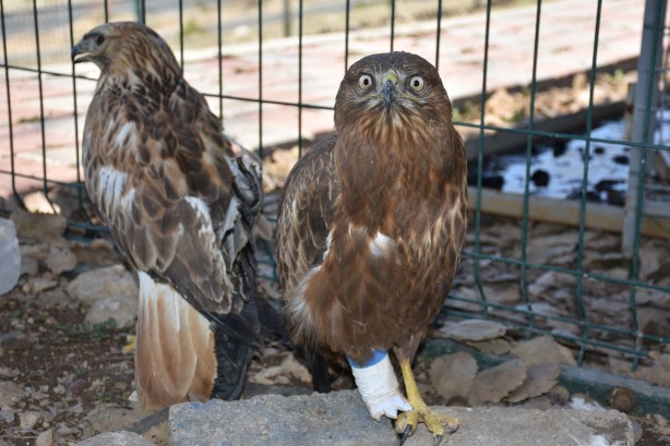 Foto - Bacağı kopan kızıl şahine kauçuk protez yapıldı