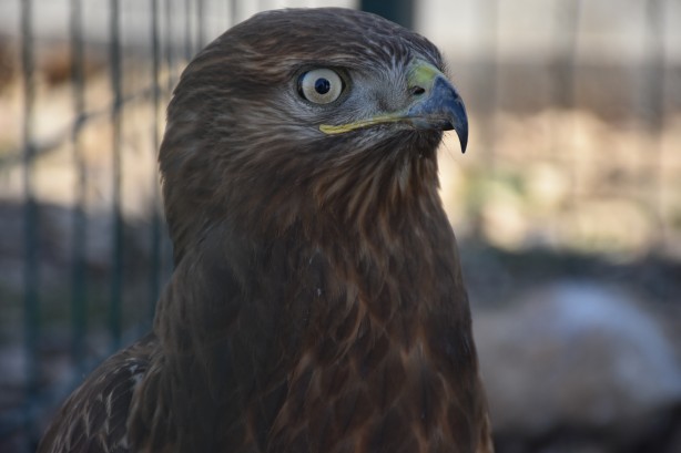 Foto - Bacağı kopan kızıl şahine kauçuk protez yapıldı