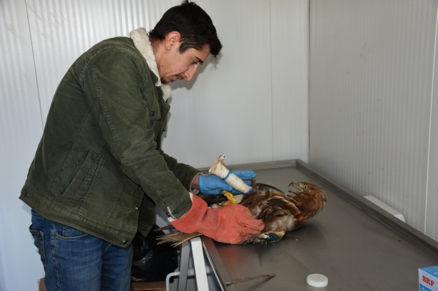 Foto - Bacağı kopan kızıl şahine kauçuk protez yapıldı