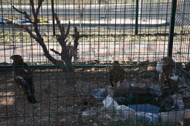 Foto - Bacağı kopan kızıl şahine kauçuk protez yapıldı