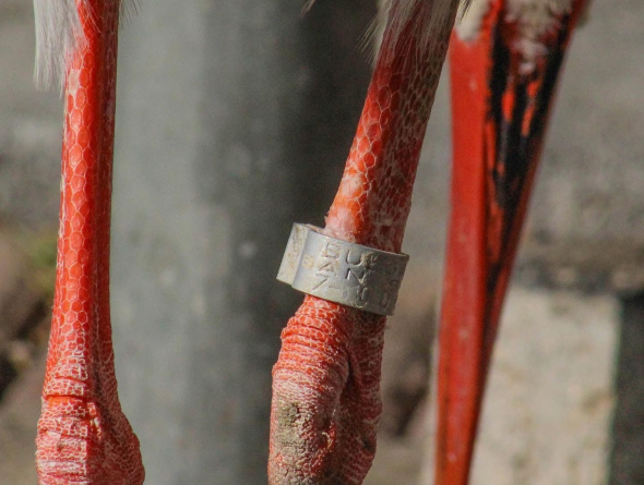 Foto - Bacağındaki gümüş halka her şeyi ortaya çıkardı! Leyleğin garip hikayesi