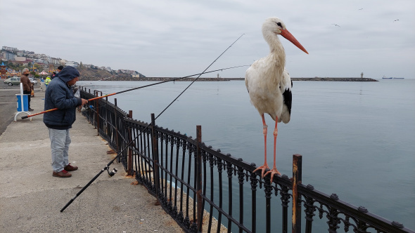 Foto - Bacağındaki gümüş halka her şeyi ortaya çıkardı! Leyleğin garip hikayesi