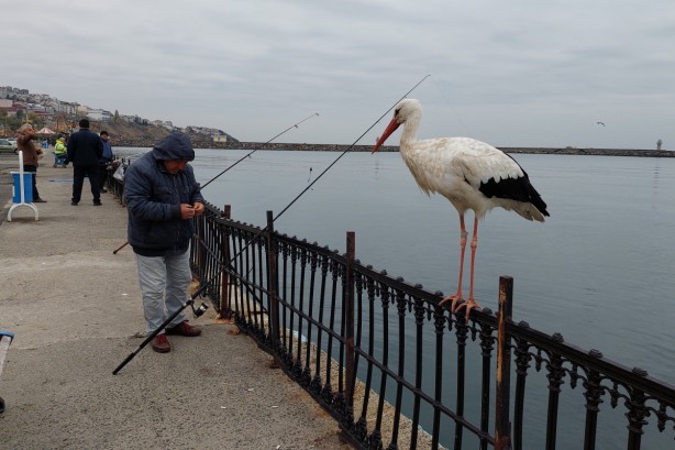 Bacağındaki gümüş halka her şeyi ortaya çıkardı! Leyleğin garip hikayesi