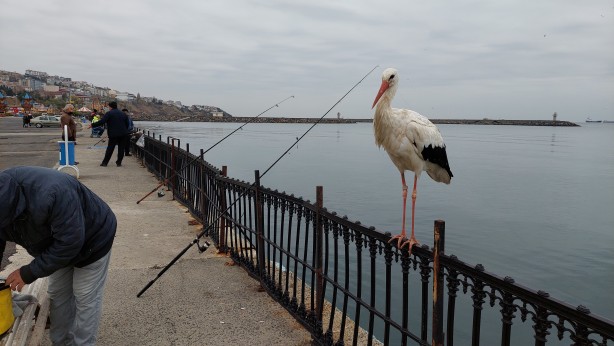 Foto - Bacağındaki gümüş halka her şeyi ortaya çıkardı! Leyleğin garip hikayesi
