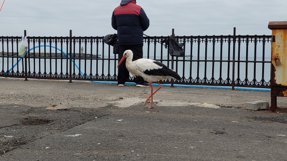 Foto - Bacağındaki gümüş halka her şeyi ortaya çıkardı! Leyleğin garip hikayesi