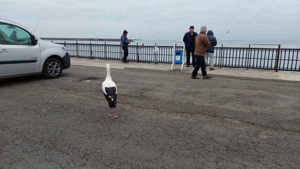 Foto - Bacağındaki gümüş halka her şeyi ortaya çıkardı! Leyleğin garip hikayesi