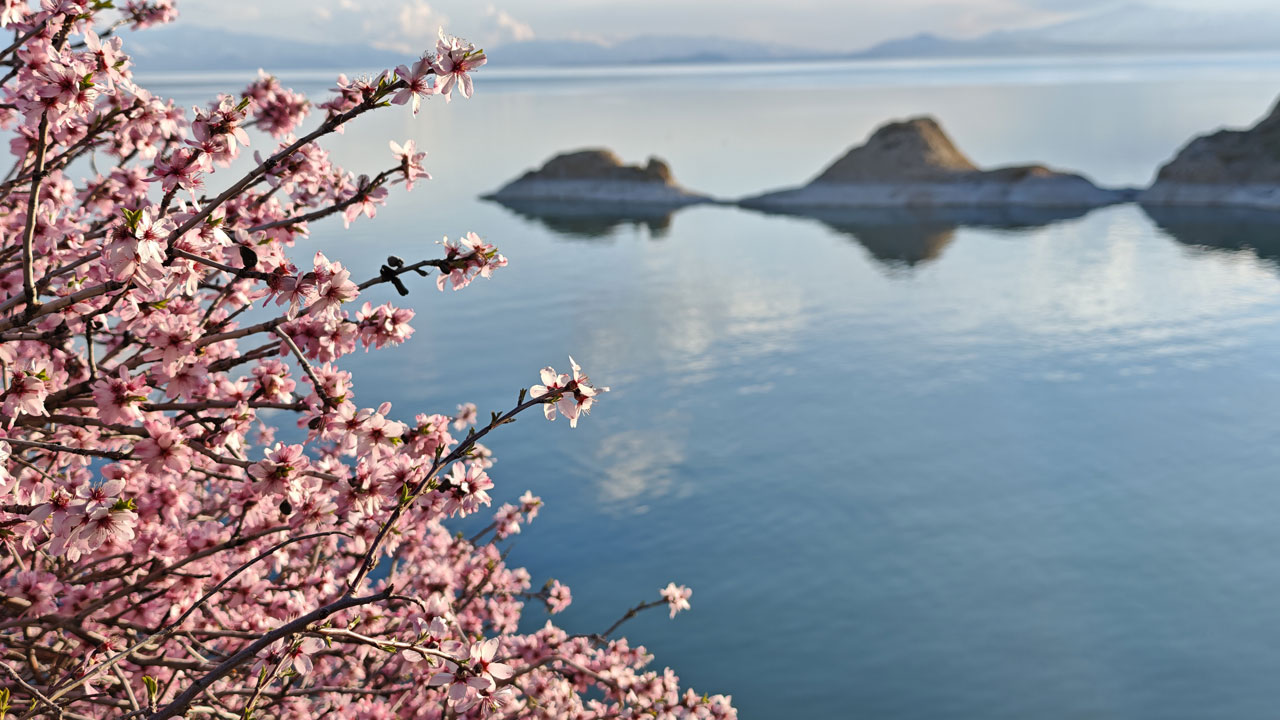 Badem ağaçları çiçek açtı! Van Gölü’nün mavisine bahar renkleri karıştı