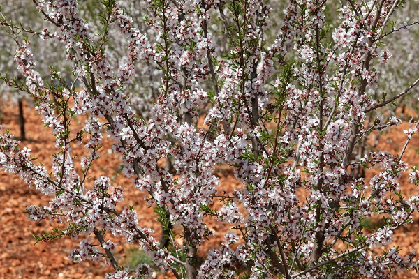 Foto - Badem ağaçları çiçek açtı, yüzler güldü