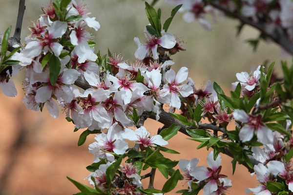 Foto - Badem ağaçları çiçek açtı, yüzler güldü